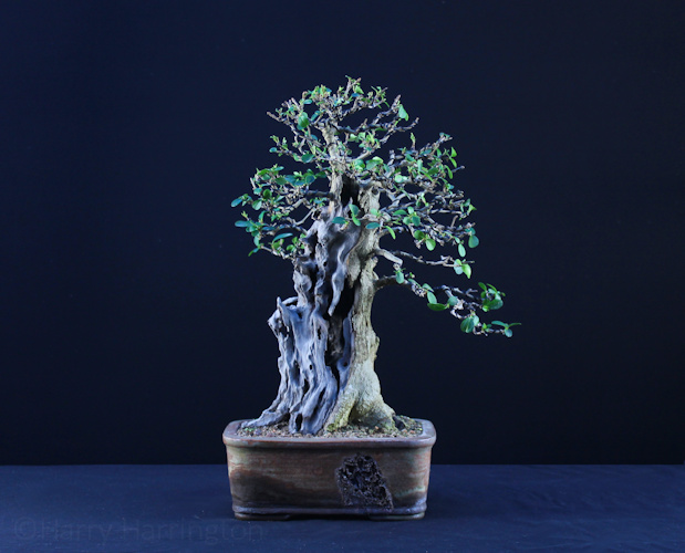 Privet Bonsai Styling